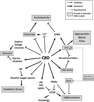 Cannabidiol for the Treatment of Neonatal Hypoxic-Ischemic Brain Injury